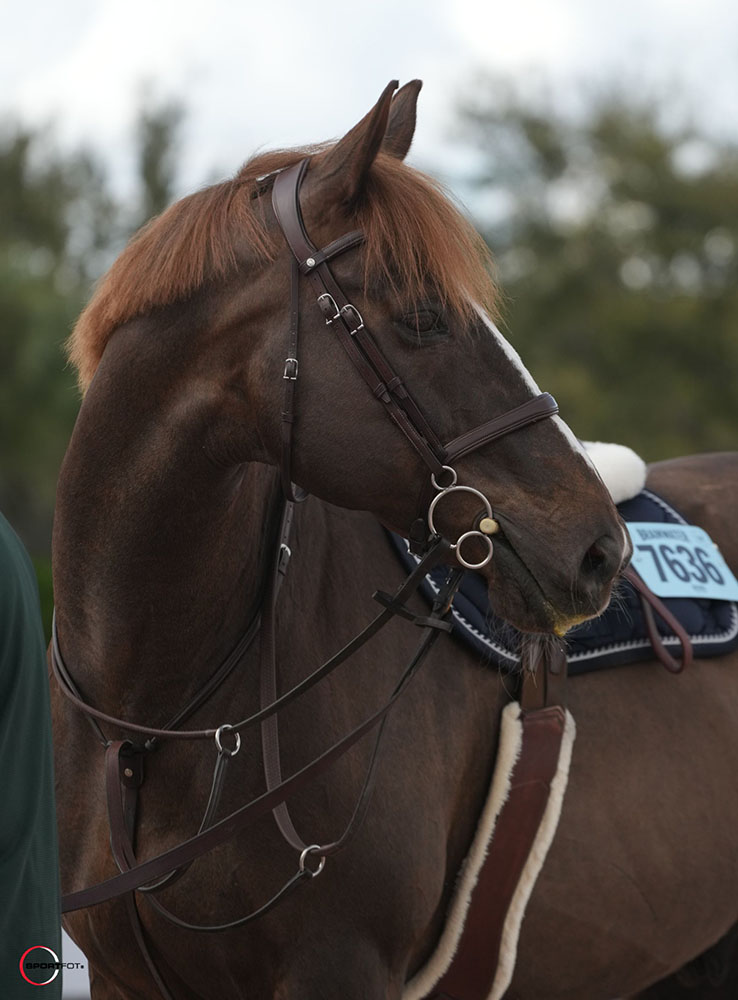 Horse at show