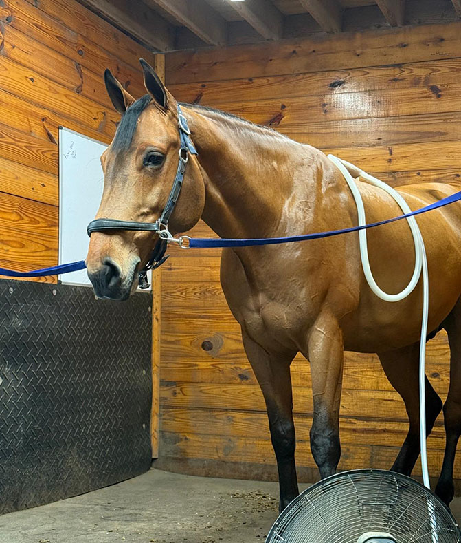 horse health and wellness